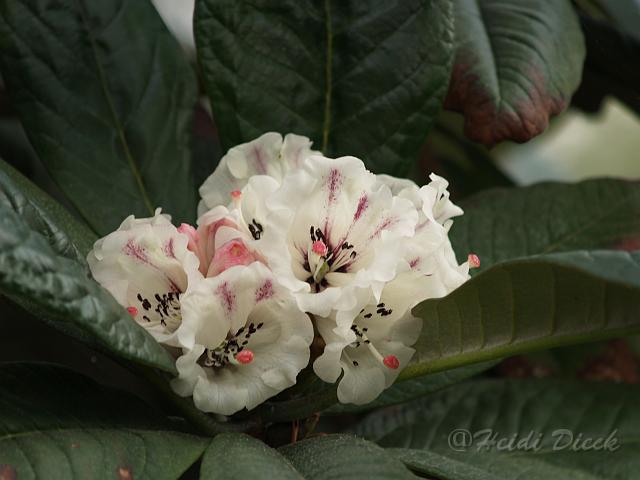Rhodo grande.JPG